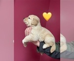 Small #1 Golden Retriever