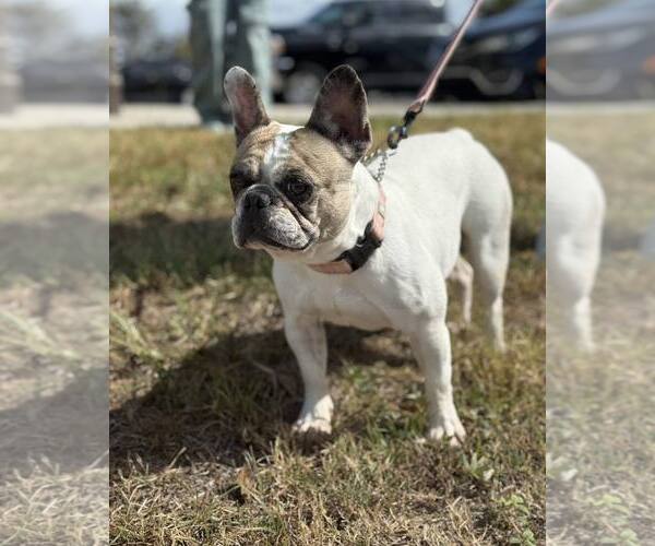 Medium Photo #3 Boston Terrier Puppy For Sale in Valrico, FL, USA
