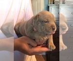 Small Photo #5 American Bully Puppy For Sale in CONCORD, CA, USA