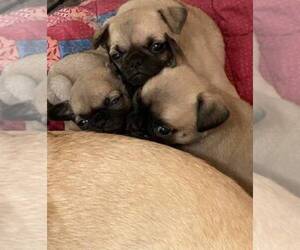 American Eskimo Dog-Pug Mix Puppy for sale in SALISBURY, NC, USA