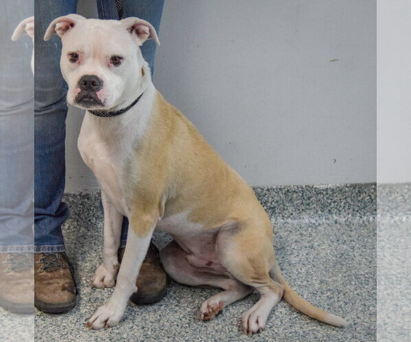 Medium Photo #4 Bulloxer Puppy For Sale in Huntley, IL, USA