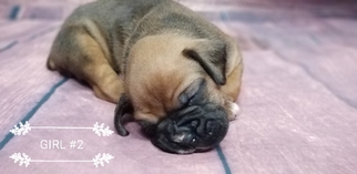 Boxer Puppy for sale in WOODLEAF, NC, USA