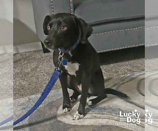 Medium Photo #6 Labbe Puppy For Sale in Washington, DC, USA