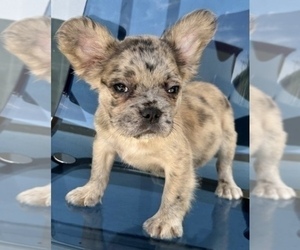 French Bulldog Puppy for sale in PORTLAND, OR, USA