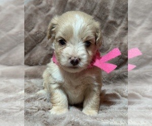 Aussiedoodle Miniature Puppy for sale in RUTHERFORDTON, NC, USA