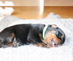 Small Photo #5 Rottweiler Puppy For Sale in FLAGSTAFF, AZ, USA