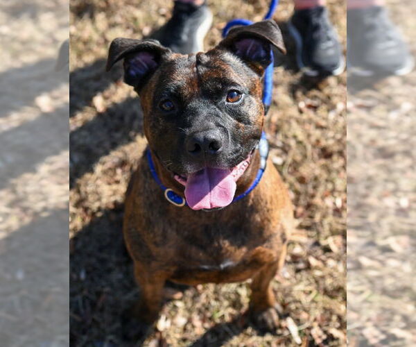 Medium Photo #7 Mutt Puppy For Sale in Glen Allen, VA, USA