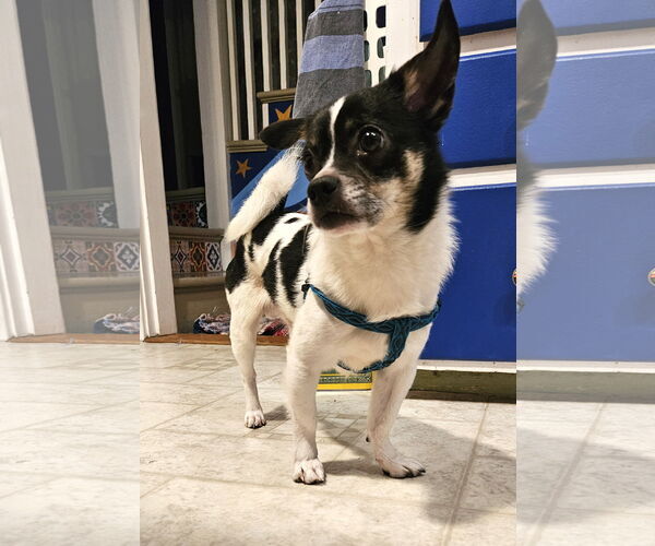 Medium Photo #10 Chihuahua-Unknown Mix Puppy For Sale in Wakefield, RI, USA