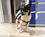 Small #9 Chihuahua Mix