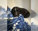 Small #4 Golden Labrador