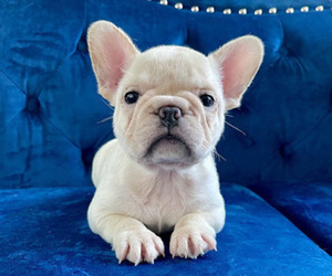 French Bulldog Puppy for sale in ATHERTON, CA, USA
