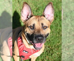 DA 15 Juno - Male German Shepherd Dog-Unknown Mix Dog for Adoption - Photo #3