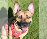 Small Photo #3 German Shepherd Dog-Unknown Mix Puppy For Sale in Glen Allen, VA, USA
