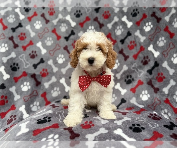 Medium Photo #7 Cockapoo (Miniature) Puppy For Sale in LAKELAND, FL, USA