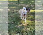 Small #7 Beagle Mix