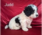 Small #1 Bernedoodle (Miniature)
