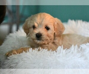 Goldendoodle (Miniature) Puppy for sale in NORTH BEND, OH, USA