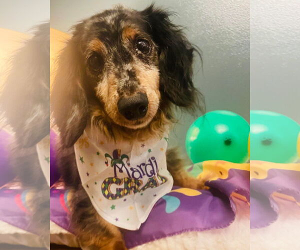Medium Photo #3 Dachshund Puppy For Sale in Gulfport, MI, USA