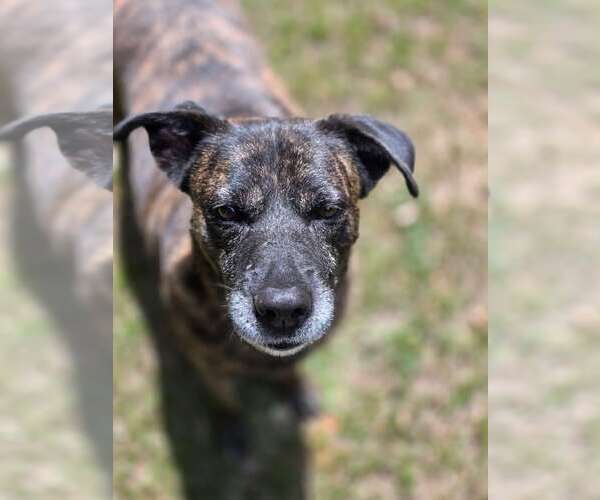 Medium Photo #32 American Staffordshire Terrier-Boxer Mix Puppy For Sale in Fort Worth, TX, USA