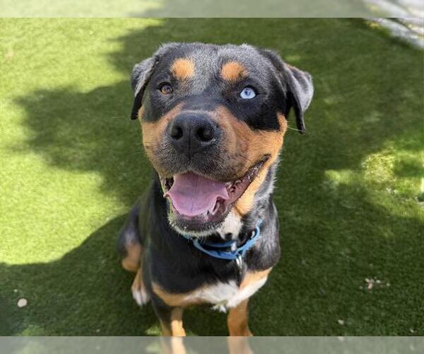 Medium Photo #1 Rottweiler-Siberian Husky Mix Puppy For Sale in Martinez, CA, USA