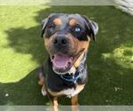 Small Rottweiler-Siberian Husky Mix