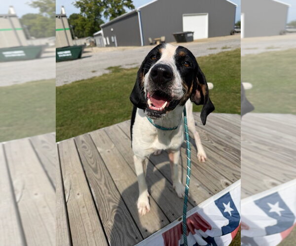 Medium Photo #3 Coonhound-Unknown Mix Puppy For Sale in Pierceton , IN, USA