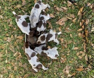 German Shorthaired Pointer Puppy for sale in ZOLFO SPRINGS, FL, USA