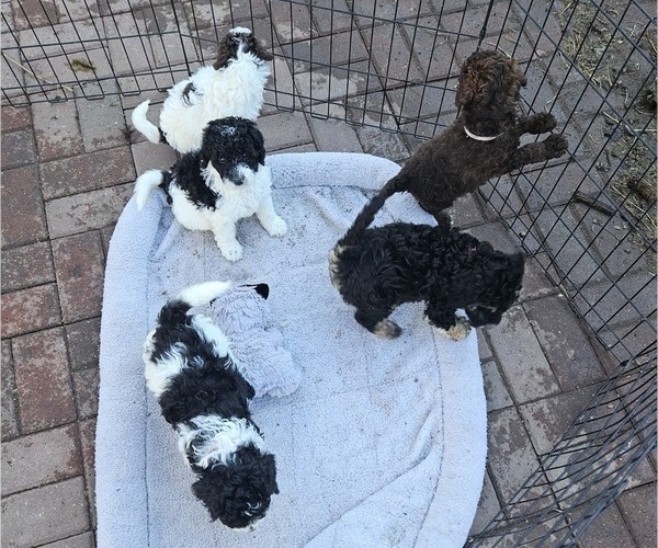 Medium Photo #14 Poodle (Miniature) Puppy For Sale in WHITEWATER, WI, USA