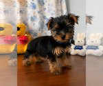 Small #10 Yorkshire Terrier