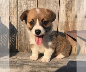 Pembroke Welsh Corgi Puppy for sale in FREDERICKSBG, OH, USA