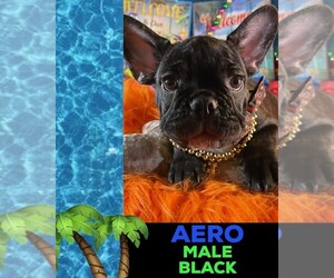 French Bulldog Puppy for sale in HEATHROW, FL, USA