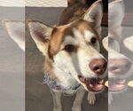 Small #1 Siberian Husky