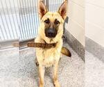 Small #1 German Shepherd Dog