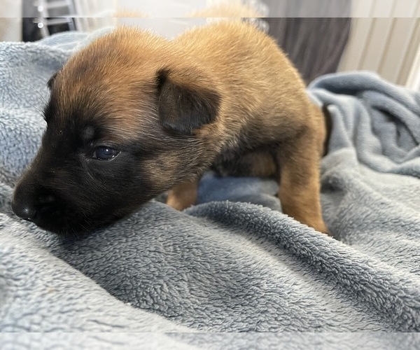 Medium Photo #231 Belgian Malinois Puppy For Sale in REESEVILLE, WI, USA
