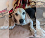 Small #9 Beagle