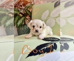 Puppy Puppy 1 ShihPoo