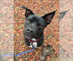 Small #12 Boston Terrier Mix