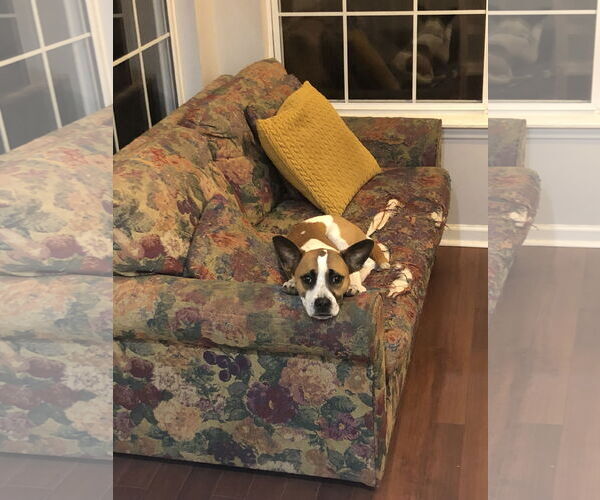 Medium Photo #9 Boxer-Unknown Mix Puppy For Sale in Holly Springs, NC, USA