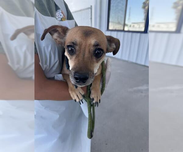 Medium Photo #1 Chihuahua Puppy For Sale in Bakersfield, CA, USA