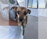 Small Chihuahua