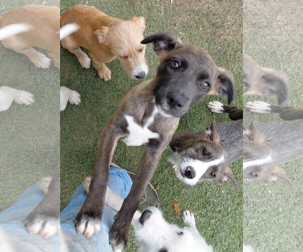 Medium Photo #5 Mutt Puppy For Sale in Tracy City, TN, USA