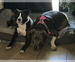 Small #6 American Pit Bull Terrier Mix