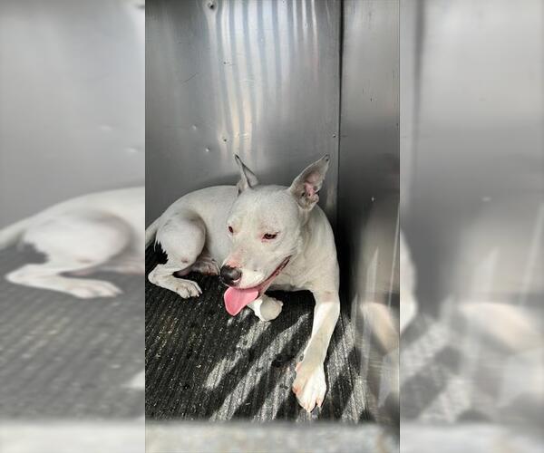 Medium Photo #1 American Pit Bull Terrier-Unknown Mix Puppy For Sale in Corpus Christi, TX, USA