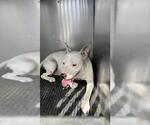 Small American Pit Bull Terrier Mix