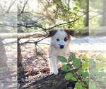 Small Photo #5 American Eskimo Dog-Unknown Mix Puppy For Sale in WAUKESHA, WI, USA