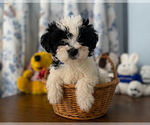 Small #27 Morkie