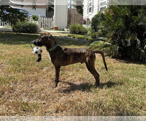 Jekyll - Male Plott Hound Dog for Adoption - Photo #6