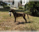 Small #5 Plott Hound