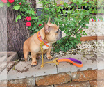 Small Photo #6 French Bulldog Puppy For Sale in GRANDVIEW, MO, USA