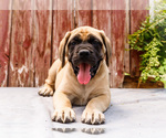 Small Photo #32 Mastiff Puppy For Sale in WAKARUSA, IN, USA